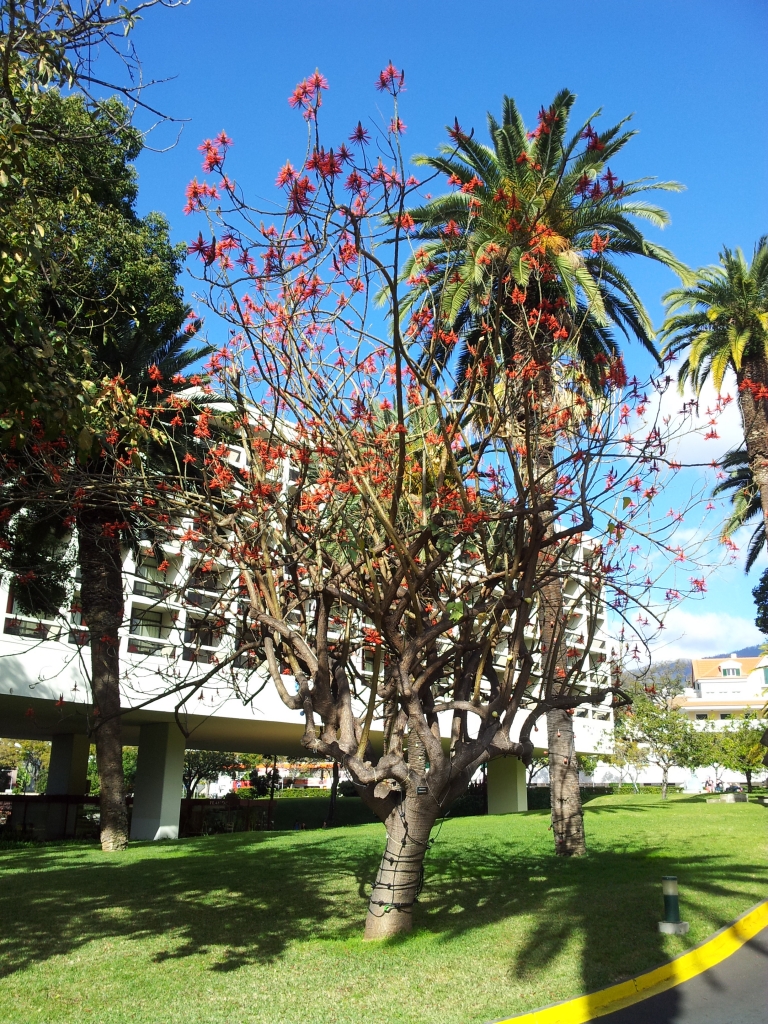 Madeira Casinò