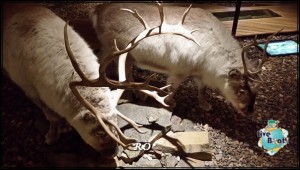 Longyearbyen Svalbard (50)